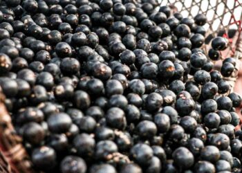 Símbolo paraense, açaí possui diversos benefícios à saúde