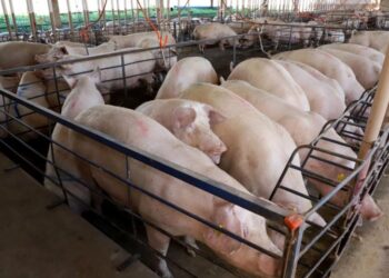 Suinocultura de MS cresce 50% e atrai mais de R$ 300 milhões em incentivos