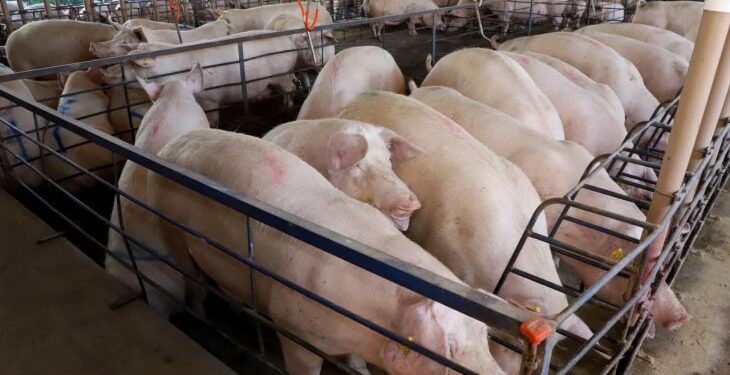 Suinocultura de MS cresce 50% e atrai mais de R$ 300 milhões em incentivos