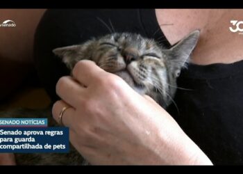 Vai à sanção projeto sobre guarda compartilhada de animais de estimação