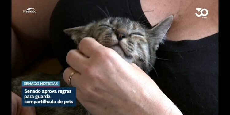 Vai à sanção projeto sobre guarda compartilhada de animais de estimação