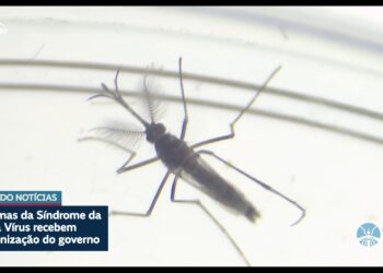 Vítimas de zika vírus recebem indenização do governo