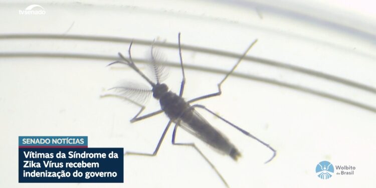 Vítimas de zika vírus recebem indenização do governo
