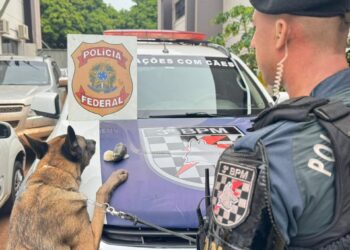 Cão da PM encontra droga com passageira em Dourados