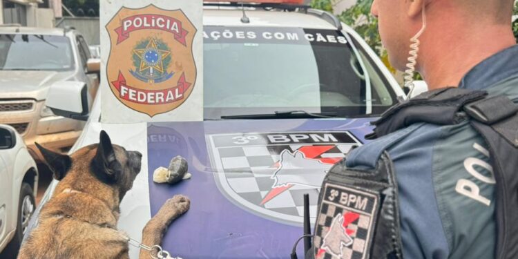 Cão da PM encontra droga com passageira em Dourados