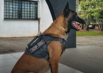 Polícia Civil prende homem por tráfico no bairro Imperial