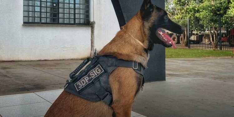 Polícia Civil prende homem por tráfico no bairro Imperial