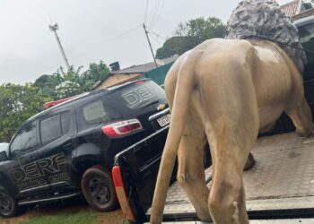 Jovem é preso por receptação de estátua de leão em MS