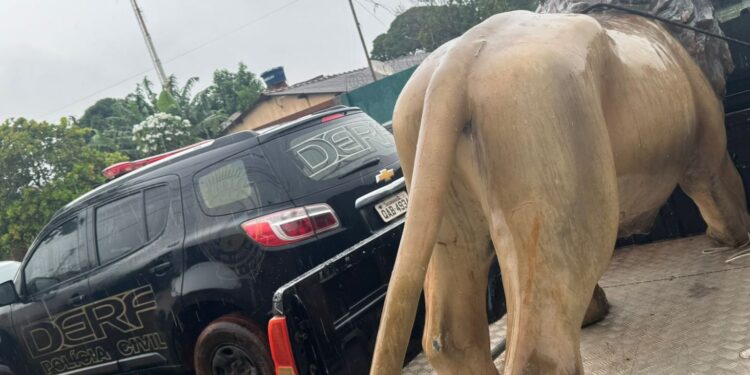 Jovem é preso por receptação de estátua de leão em MS