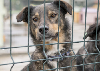 MPMS obtém condenação em caso de crueldade contra animais