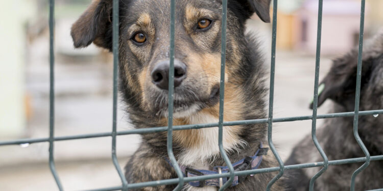 MPMS obtém condenação em caso de crueldade contra animais