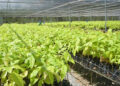 Bioeconomia fortalece produção sustentável e recupera territórios