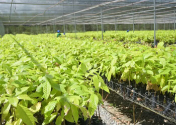 Bioeconomia fortalece produção sustentável e recupera territórios