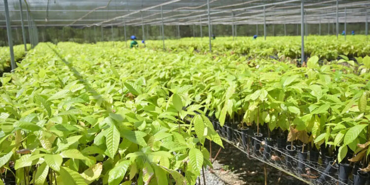Bioeconomia fortalece produção sustentável e recupera territórios