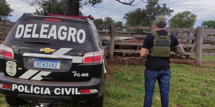 Operação Protetor: Polícia Civil recupera 67 cabeças de gado furtadas e prende dois receptadores em flagrante
