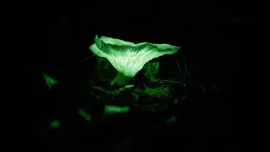 Fungo Omphalotus Nidiformis, que com sua bioluminescência faz a floresta brilhar na Austrália.