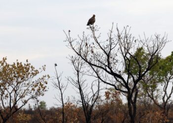 Novas tecnologias ajudam brigadistas a proteger o Cerrado de incêndios