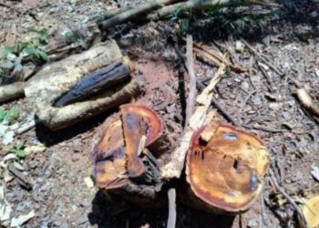 MPMS investiga corte ilegal de 108 árvores em Nova Andradina