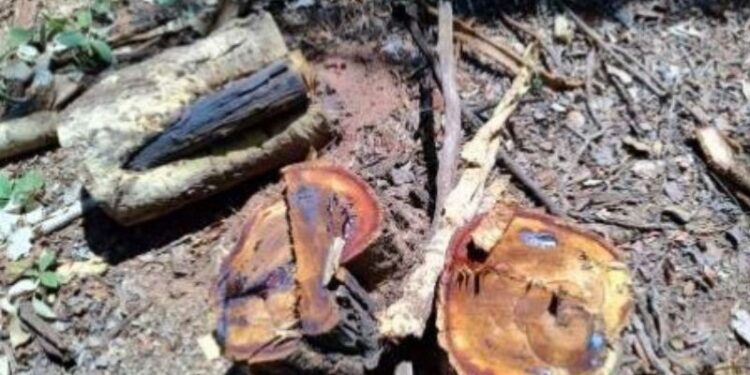 MPMS investiga corte ilegal de 108 árvores em Nova Andradina