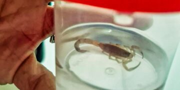 Brasil registra 45 mil acidentes com animais peçonhentos em 4 meses