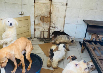 CMA vota mais proteção aos animais e penas maiores para maus-tratos