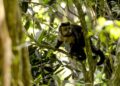 Em SP, povos e comunidades lançam aliança em Defesa da Mata Atlântica