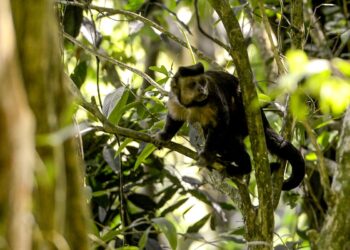 Em SP, povos e comunidades lançam aliança em Defesa da Mata Atlântica