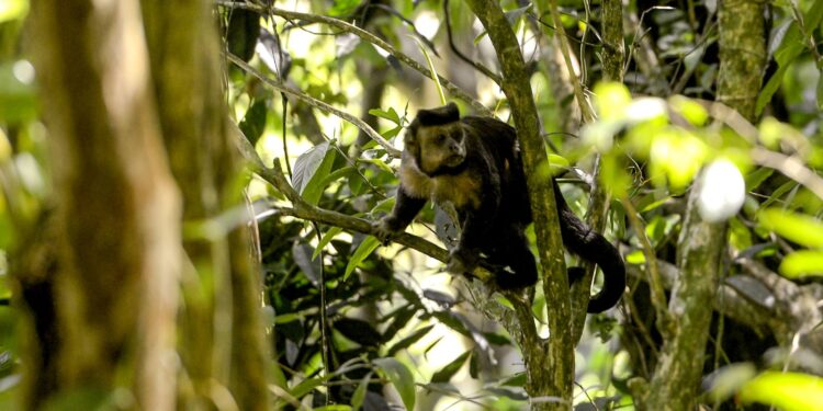 Em SP, povos e comunidades lançam aliança em Defesa da Mata Atlântica