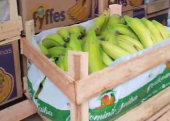 Polícia Civil prende acusado de furtar frutas de empresa e revende-las, em Campo Grande