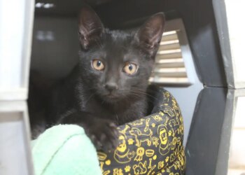 Polícia investiga idosa por manter 400 gatos em apartamento de SC