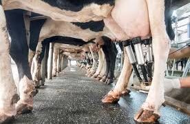 IBGE aponta avanço da produção de leite e ovos no país