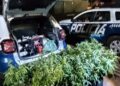PM encontra estufas de maconha e armas em ocorrência de possível suicídio