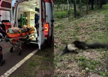 Acidente envolve motocicleta e animal silvestre em rodovia de MS