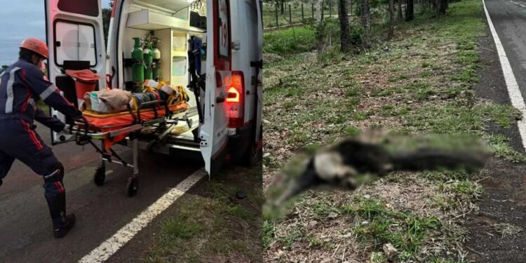 Acidente envolve motocicleta e animal silvestre em rodovia de MS