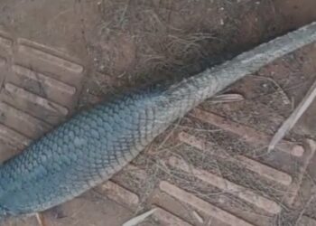 Pirarucu gigante aparece morto em calçada de Campo Grande