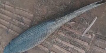 Pirarucu gigante aparece morto em calçada de Campo Grande
