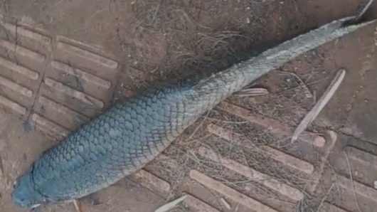 Pirarucu gigante aparece morto em calçada de Campo Grande