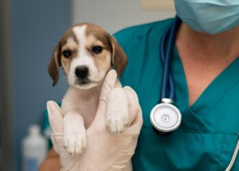 Nova lei pune exercício ilegal da medicina veterinária