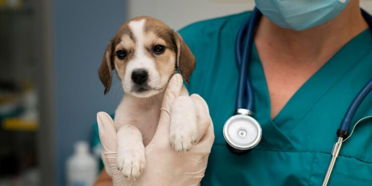Nova lei pune exercício ilegal da medicina veterinária