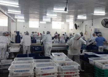 Operação Mugil combate pesca predatória