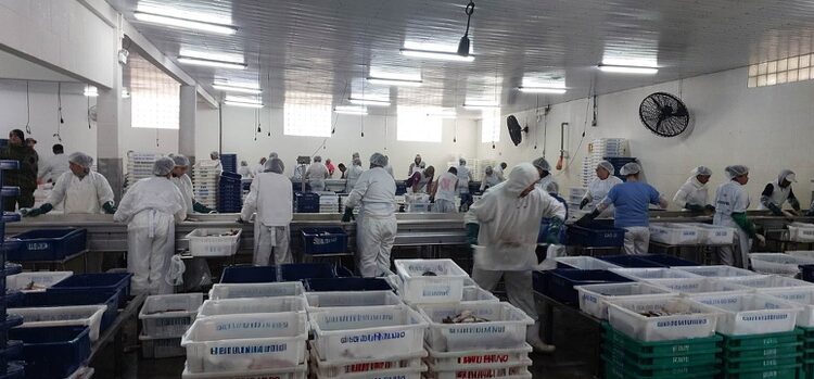 Operação Mugil combate pesca predatória