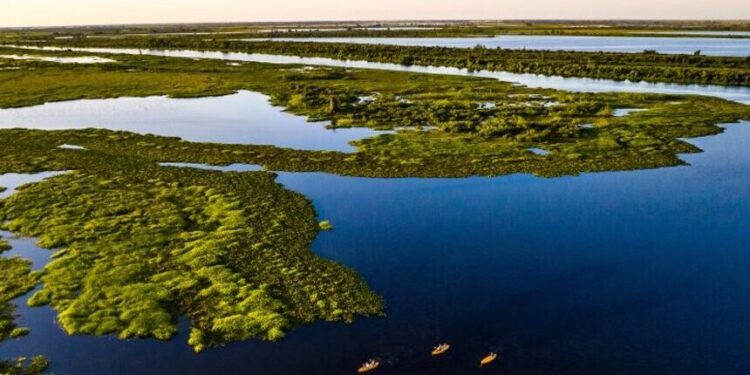 Dia Mundial do Meio Ambiente: projetos no Senado reforçam agenda climática