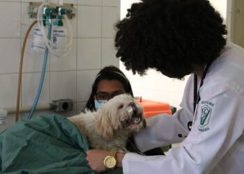 Exercício ilegal da medicina veterinária passa a ser crime