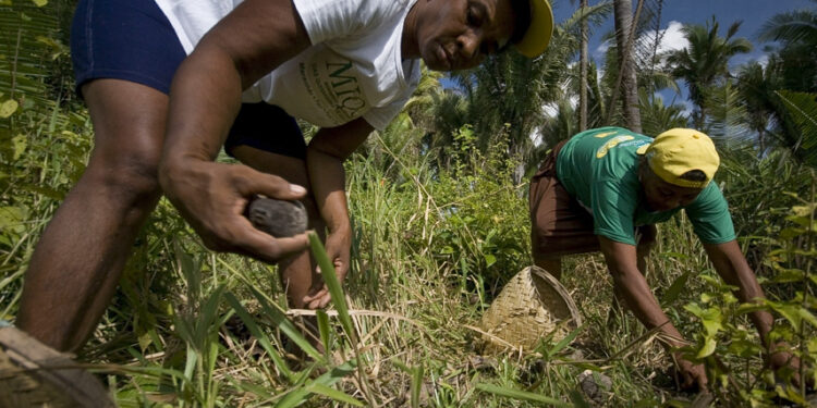 Lei reconhece ofício das quebradeiras de coco babaçu como manifestação cultural