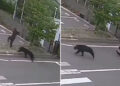 Câmeras registram ataque de urso que deixou feridos no Japão