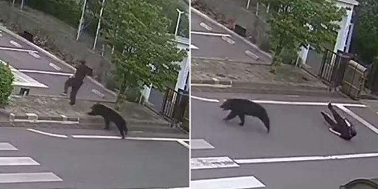 Câmeras registram ataque de urso que deixou feridos no Japão