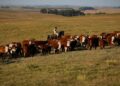 União Europeia restringe importação de carnes, peixe e mel do Brasil