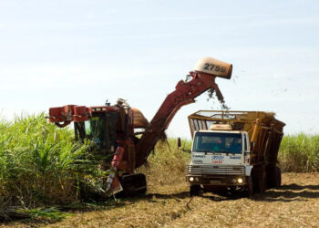 MP prevê incentivo financeiro a produtores de cana do Nordeste