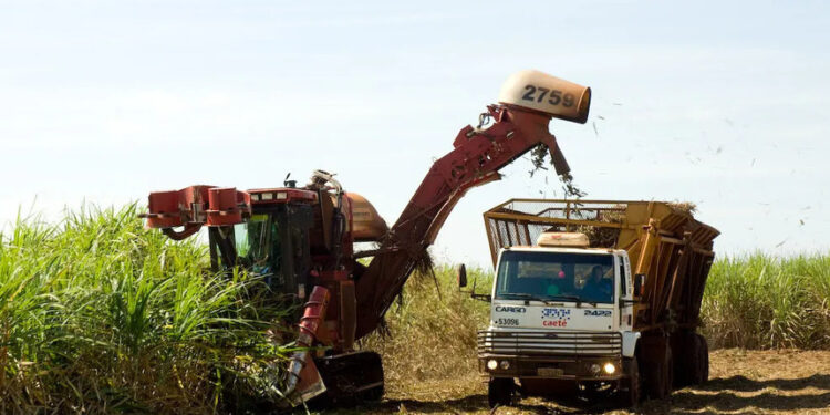 MP prevê incentivo financeiro a produtores de cana do Nordeste