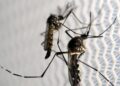 Aedes aegypti: quase metade dos municípios está em alerta ou risco